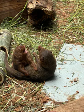 恩賜上野動物園に投稿された画像（2026/5/8）