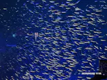 大分マリーンパレス水族館 「うみたまご」に投稿された画像（2026/5/8）
