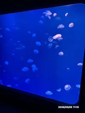 大分マリーンパレス水族館 「うみたまご」に投稿された画像（2026/5/8）
