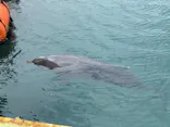 下田海中水族館に投稿された画像（2026/5/8）