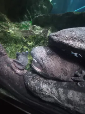 京都水族館×ニデック京都タワーに投稿された画像（2026/5/8）