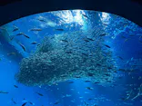 アクアワールド茨城県大洗水族館に投稿された画像（2026/5/8）