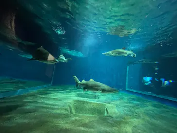 アクアワールド茨城県大洗水族館に投稿された画像（2026/5/8）