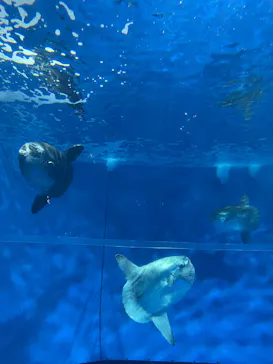 アクアワールド茨城県大洗水族館に投稿された画像（2026/5/8）