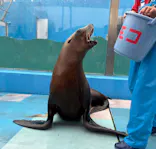ゼロ距離水族館 伊勢シーパラダイスに投稿された画像（2026/5/8）