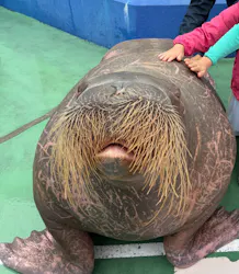 ゼロ距離水族館 伊勢シーパラダイスに投稿された画像（2026/5/8）