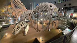 福井県立恐竜博物館に投稿された画像（2026/5/8）