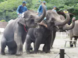 ANIMAL WONDER REZOURT 市原ぞうの国・サユリワールドに投稿された画像（2026/5/8）
