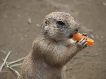 ANIMAL WONDER REZOURT 市原ぞうの国・サユリワールドに投稿された画像（2026/5/8）