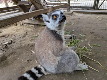 ANIMAL WONDER REZOURT 市原ぞうの国・サユリワールドに投稿された画像（2026/5/8）