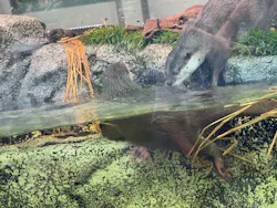 サンシャイン水族館に投稿された画像（2026/5/8）