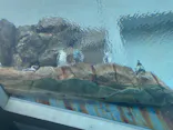 島根県立 しまね海洋館に投稿された画像（2026/5/8）