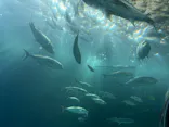 串本海中公園水族館に投稿された画像（2026/5/8）