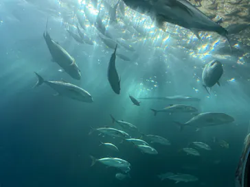 串本海中公園水族館に投稿された画像（2026/5/8）