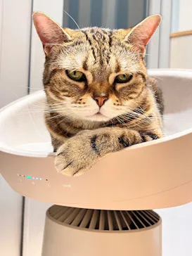 猫カフェモカ　イオンレイクタウン店に投稿された画像（2026/5/8）