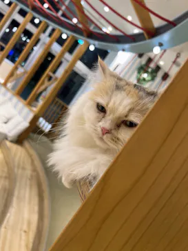 猫カフェモカ　イオンレイクタウン店に投稿された画像（2026/5/8）