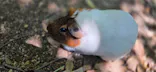秋吉台自然動物公園 サファリランドに投稿された画像（2026/5/8）