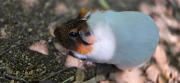 秋吉台自然動物公園 サファリランドに投稿された画像（2026/5/8）