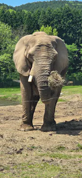 秋吉台自然動物公園 サファリランドに投稿された画像（2026/5/8）