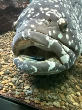 串本海中公園水族館に投稿された画像（2026/5/9）