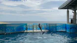 新江ノ島水族館に投稿された画像（2026/5/9）