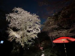 六義園に投稿された画像（2026/5/9）