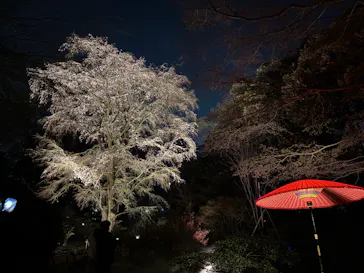 六義園に投稿された画像（2026/5/9）