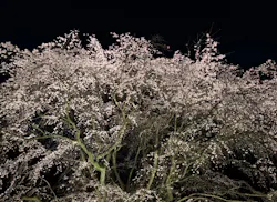 六義園に投稿された画像（2026/5/9）