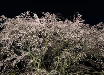 六義園に投稿された画像（2026/5/9）