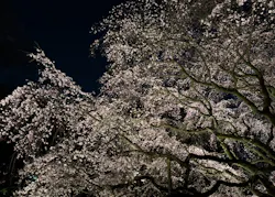 六義園に投稿された画像（2026/5/9）
