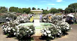 京成バラ園に投稿された画像（2026/5/9）