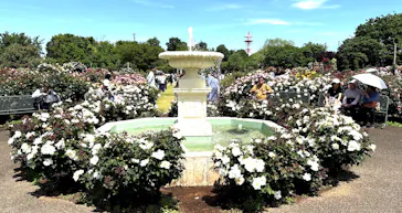 京成バラ園に投稿された画像（2026/5/9）