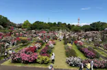 京成バラ園に投稿された画像（2026/5/9）