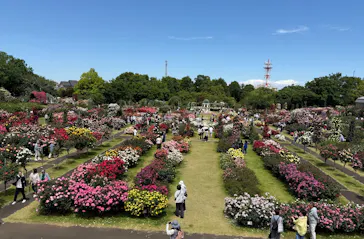 京成バラ園に投稿された画像（2026/5/9）
