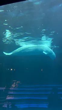 島根県立 しまね海洋館に投稿された画像（2026/5/9）