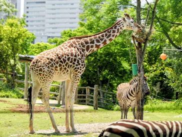 天王寺動物園に投稿された画像（2026/5/9）