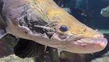 世界淡水魚園水族館　アクア・トトぎふに投稿された画像（2026/5/9）
