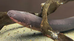 世界淡水魚園水族館　アクア・トトぎふに投稿された画像（2026/5/9）