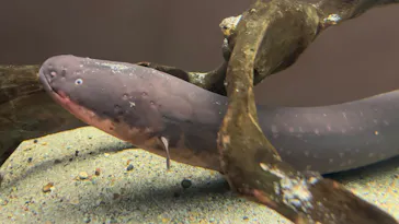 世界淡水魚園水族館　アクア・トトぎふに投稿された画像（2026/5/9）