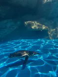 アクアワールド茨城県大洗水族館に投稿された画像（2026/5/9）