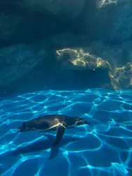 アクアワールド茨城県大洗水族館に投稿された画像（2026/5/9）