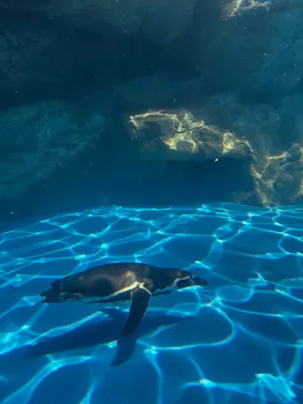 アクアワールド茨城県大洗水族館に投稿された画像（2026/5/9）