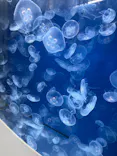 葛西臨海水族園に投稿された画像（2026/5/9）