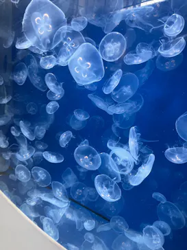 葛西臨海水族園に投稿された画像（2026/5/9）