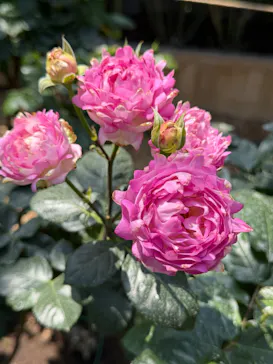 いばらきフラワーパークに投稿された画像（2026/5/9）