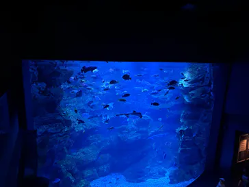 京都水族館に投稿された画像（2026/5/9）