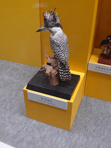 特別展「鳥 ～ゲノム解析が解き明かす新しい鳥類の系統～」の口コミ