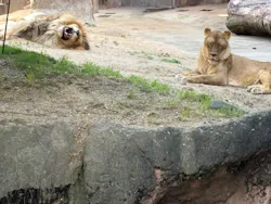 天王寺動物園に投稿された画像（2026/5/9）