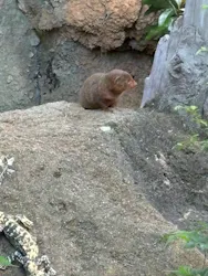 天王寺動物園に投稿された画像（2026/5/9）