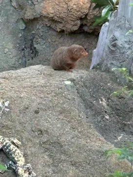 天王寺動物園に投稿された画像（2026/5/9）